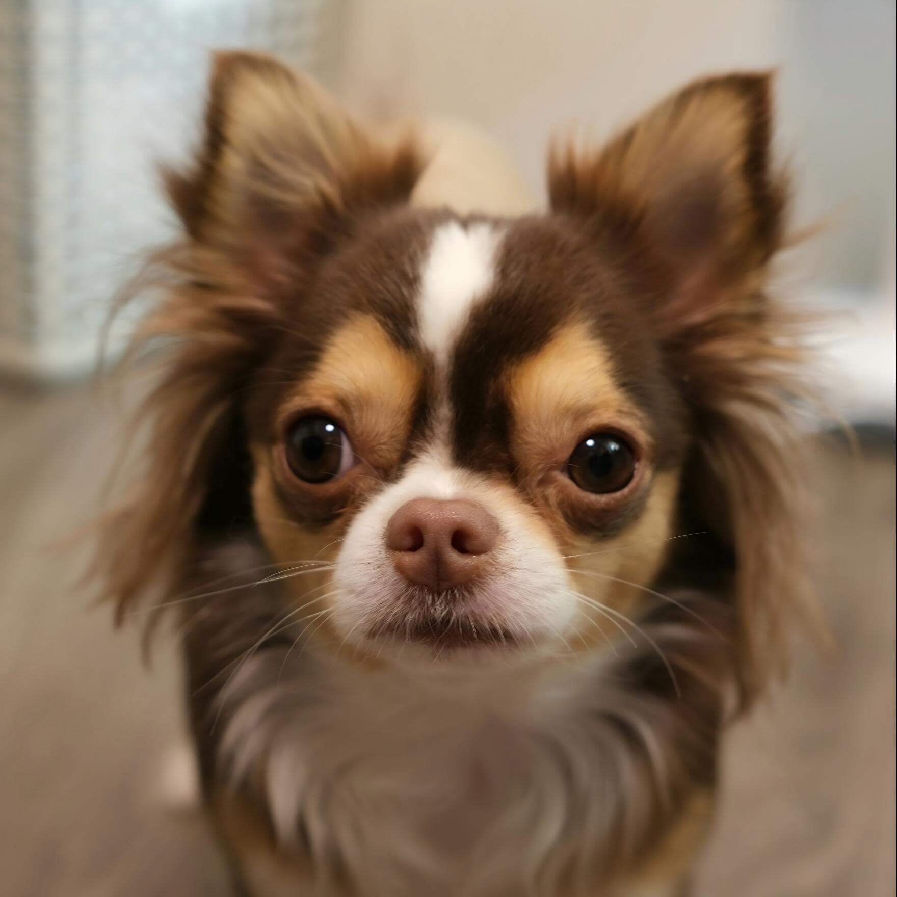 image to video dog dancing