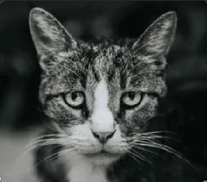 Lumeflow AI 動画エフェクトをお勧め